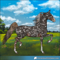 Horse Color:Liver Chestnut Sabino Splash Varnish  and Liver Chestnut Sabino Snowflake Varnish