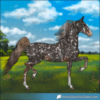 Horse Color:Liver Chestnut Sabino Splash Appaloosa  and Liver Chestnut Sabino Appaloosa 