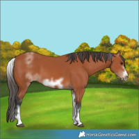 Horse Color:White Spotted Bay Frame
