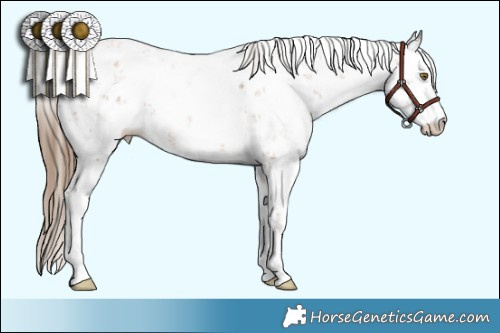 Horse Color:Liver Chestnut Pearl Sabino Appaloosa 