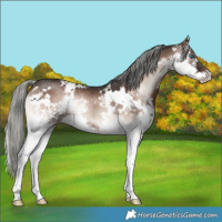 Horse Color:White Spotted Liver Red Onyx Mushroom Sabino Splash Rabicano 