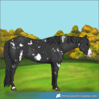 Horse Color:White Spotted Black Frame 