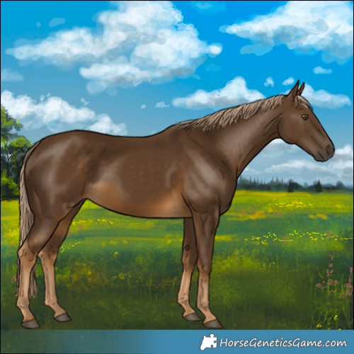 Horse Color:Chocolate Palomino