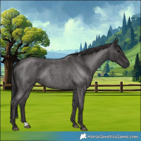 Horse Color:Smoky Blue Roan 