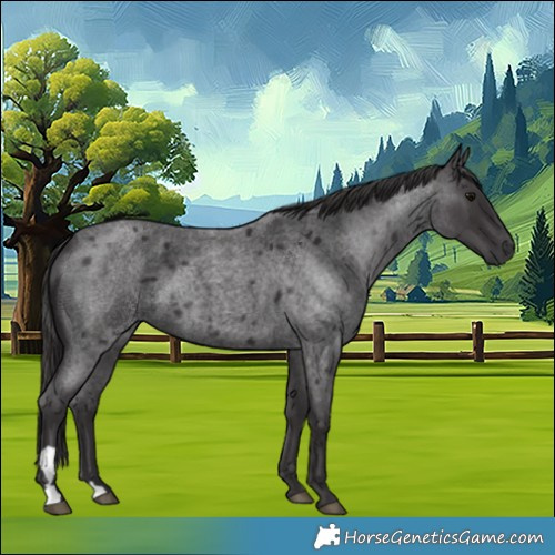Horse Color:Smoky Blue Roan