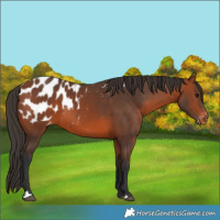 Horse Color:Bay Appaloosa 