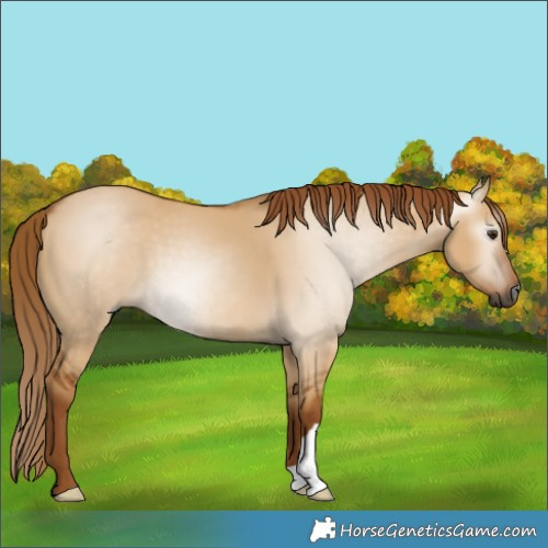 Horse Color:Gray Red Dun 