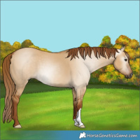 Horse Color:Gray Red Dun 