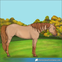 Horse Color:Red Dun 