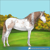 Horse Color:Chestnut Ice Splash Tobiano Appaloosa Rabicano 
