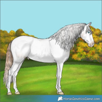 Horse Color:Chestnut Ice Splash Tobiano Appaloosa Rabicano 