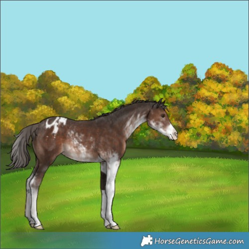 Horse Color:Liver Chestnut Sabino Appaloosa Rabicano