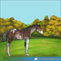 Horse Color:Liver Chestnut Sabino Appaloosa Rabicano 