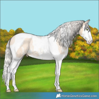 Horse Color:Silver Amber Champagne Dun Sabino Splash Tobiano Appaloosa Rabicano 