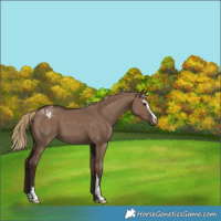 Horse Color:Liver Red Dun Sabino Varnish 