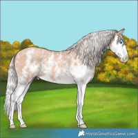 Horse Color:Silver Amber Champagne Sabino Splash 