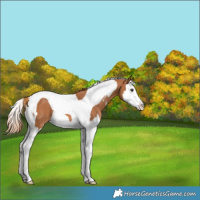 Horse Color:Chestnut Sabino Splash Tobiano Appaloosa Rabicano