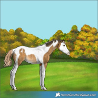 Horse Color:Chocolate Palomino Dun Sabino Splash Tobiano Appaloosa Rabicano 