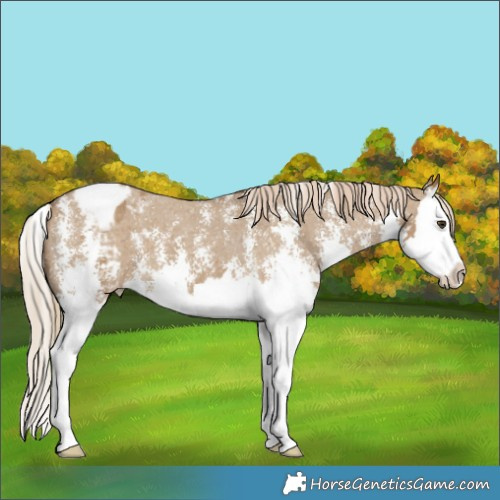Horse Color:Chocolate Palomino Dun Sabino Splash Appaloosa