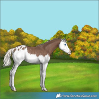 Horse Color:Silver Black Sabino Splash Appaloosa Rabicano 