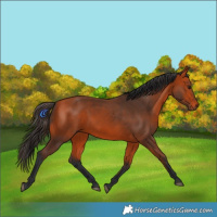 Horse Color:Bay 