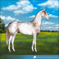 Horse Color:White Spotted Chestnut Splash 