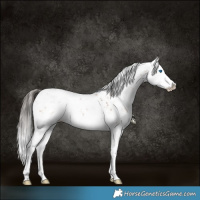 Horse Color:Bay Sabino Splash Rabicano