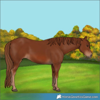 Horse Color:Chestnut 