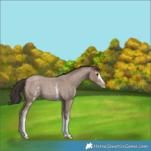 Horse Color:White Spotted Classic Champagne Roan 