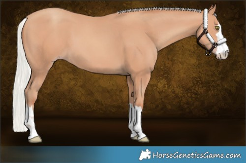 Horse Color:Silver Amber Champagne 