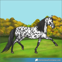 Horse Color:Black Appaloosa