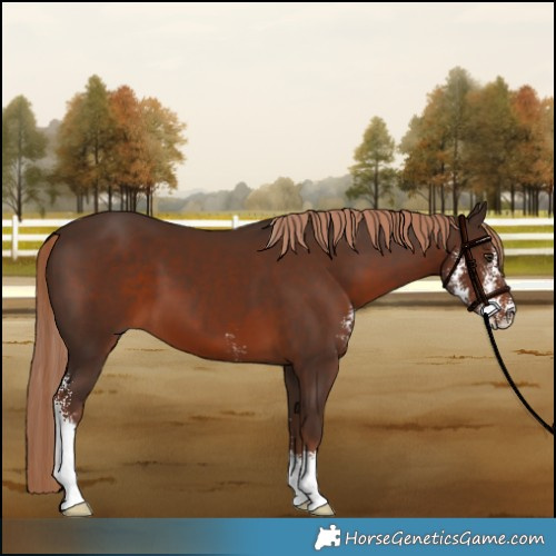 Horse Color:Liver Chestnut Sabino 