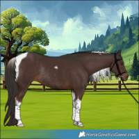 Horse Color:Liver Chestnut Tobiano Rabicano 