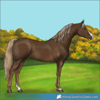 Horse Color:Chocolate Palomino Splash 