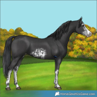 Horse Color:Black Sabino Splash Varnish and Black Sabino Splash Frame Varnish