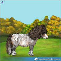 Horse Color:Bay Roan Sabino Splash Appaloosa  and Buckskin Roan Sabino Splash Appaloosa 