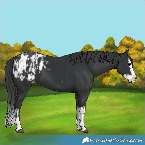 Horse Color:Black Sabino Splash Appaloosa  and Black Sabino Splash Appaloosa 