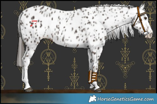 Horse Color:Liver Chestnut Sabino Splash Appaloosa and Liver Chestnut Sabino Splash Appaloosa