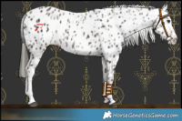 Horse Color:Liver Chestnut Sabino Splash Leopard  and Liver Chestnut Sabino Splash Leopard 