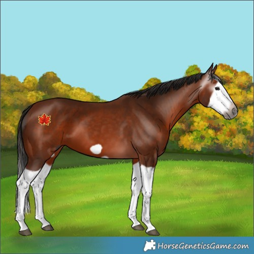 Horse Color:Gray Bay Splash Frame