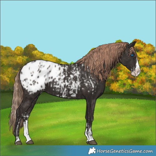 Horse Color:Liver Chestnut Sabino Splash Appaloosa  and Liver Chestnut Sabino Splash Appaloosa 