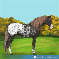 Horse Color:Liver Chestnut Sabino Splash Appaloosa  and Liver Chestnut Sabino Splash Appaloosa 