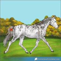 Horse Color:Liver Chestnut Sabino Splash Appaloosa  and Chocolate Palomino Sabino Splash Appaloosa 