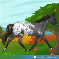 Horse Color:Blue Roan Blanket 