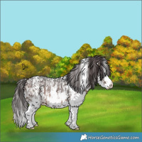 Horse Color:Brown Sabino Splash Appaloosa  and Brown Sabino Splash Appaloosa Rabicano 