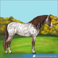 Horse Color:Liver Red Roan Sabino Splash Near Leopard  and Red Roan Sabino Splash Near Leopard 