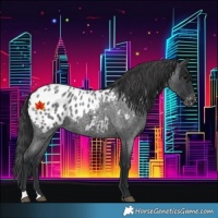 Horse Color:Blue Roan Appaloosa 