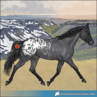 Horse Color:Blue Roan Appaloosa 