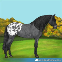 Horse Color:Blue Roan Appaloosa 