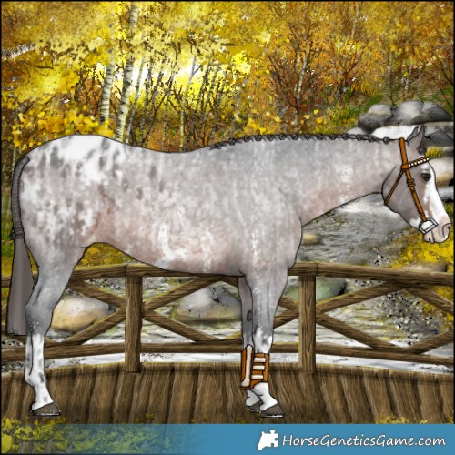 Horse Color:Brown Roan Sabino Splash Appaloosa  and Brown Roan Sabino Splash Appaloosa 